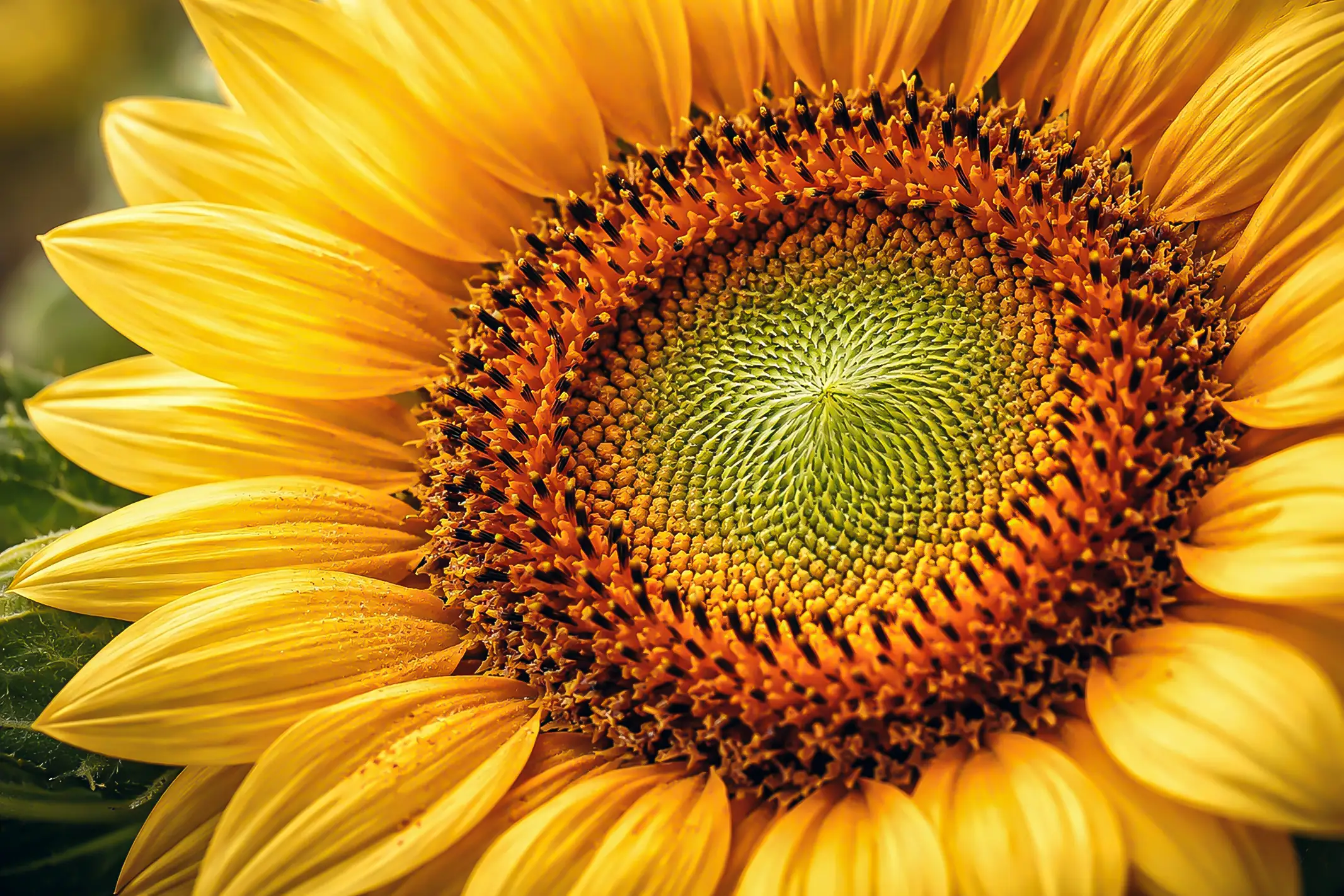 Macro Photography Bunga Matahari