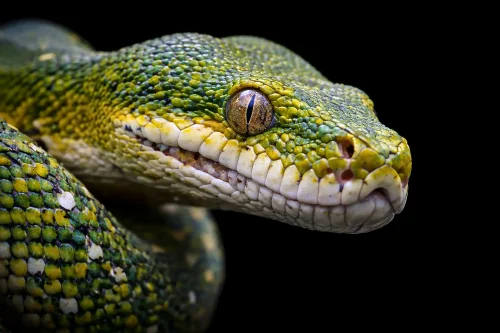 Macro Photography Ular