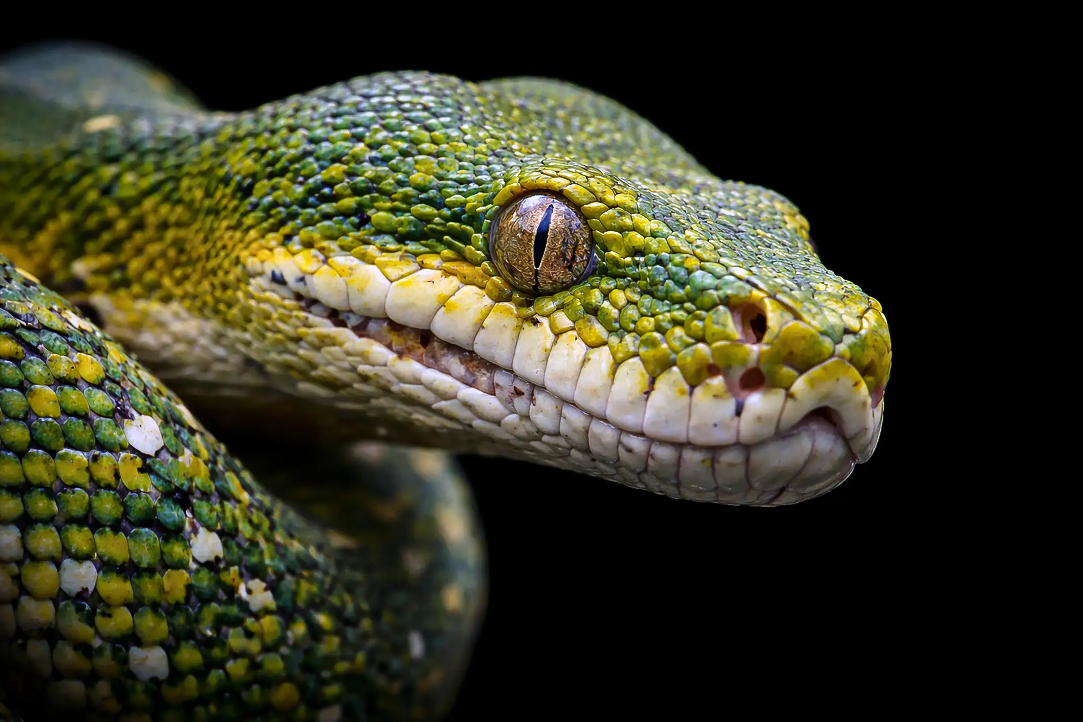 Macro Photography Ular